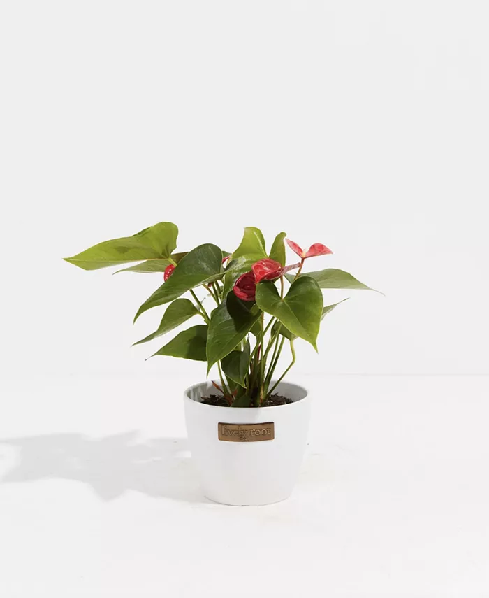 Lively Root Flamingo Flower Live Plant， 4