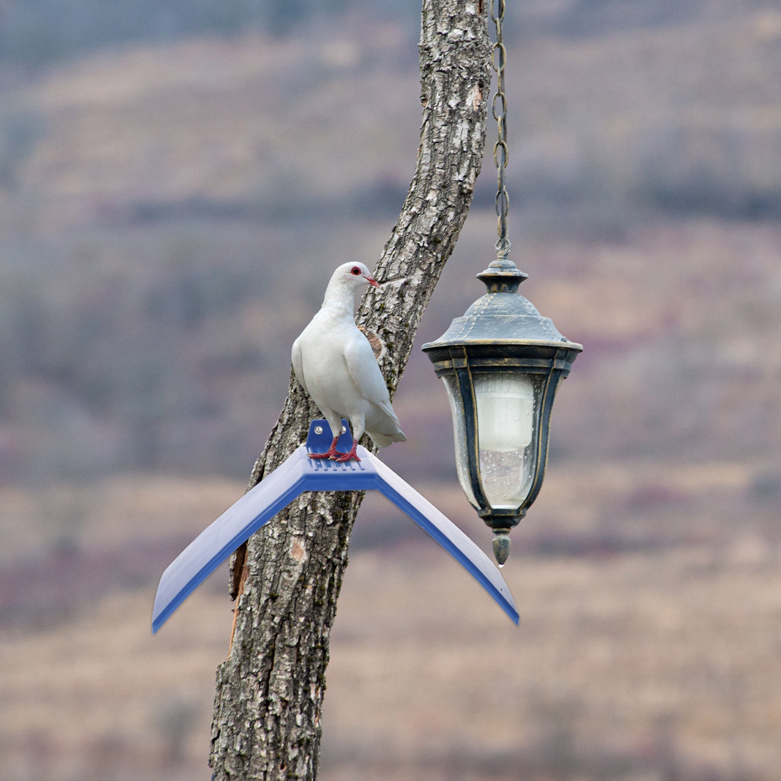 10pcs Pigeon Perch Dove Rest Stan Dwelling Pigeon Perches Roost Bird Supplies