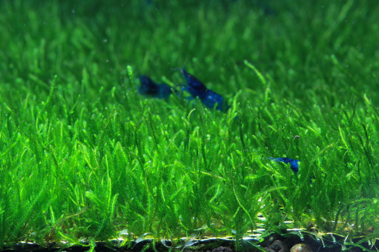 Flame Moss (Taxiphyllum 'Flame') Live Aquarium Plants BUY2 GET1 FREE