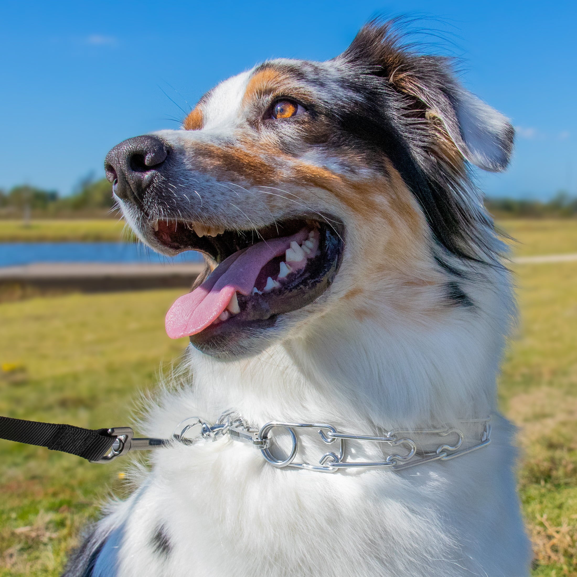 Pet Champion Pronged Training Control Collar Extra Large 22-28in