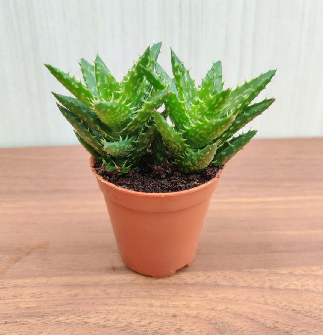 Aloe Juvenna (Tiger Tooth Aloe) Small Succulent Plant