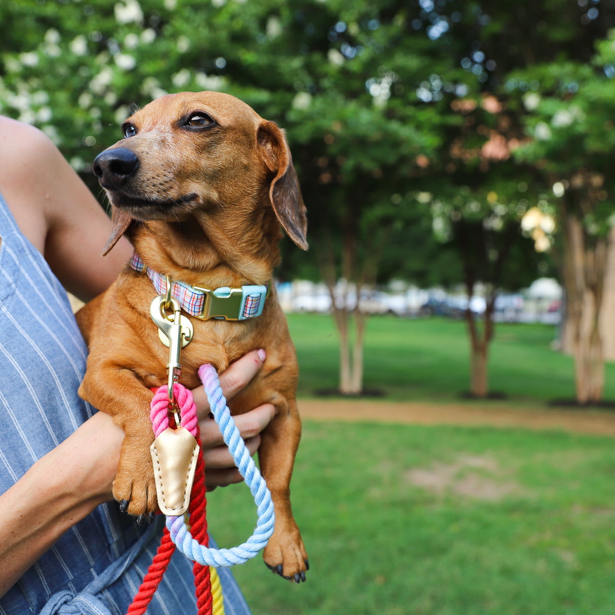 Packed Party Grid Fashion Dog Collar， Gold， M