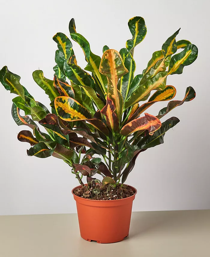 House Plant Shop Croton Mammy Live Plant， 6