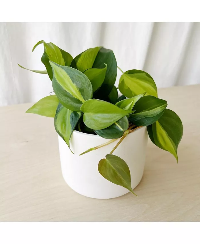 Tierra Sol Studio Variegated Philodendron Brasil Plant Kit - White