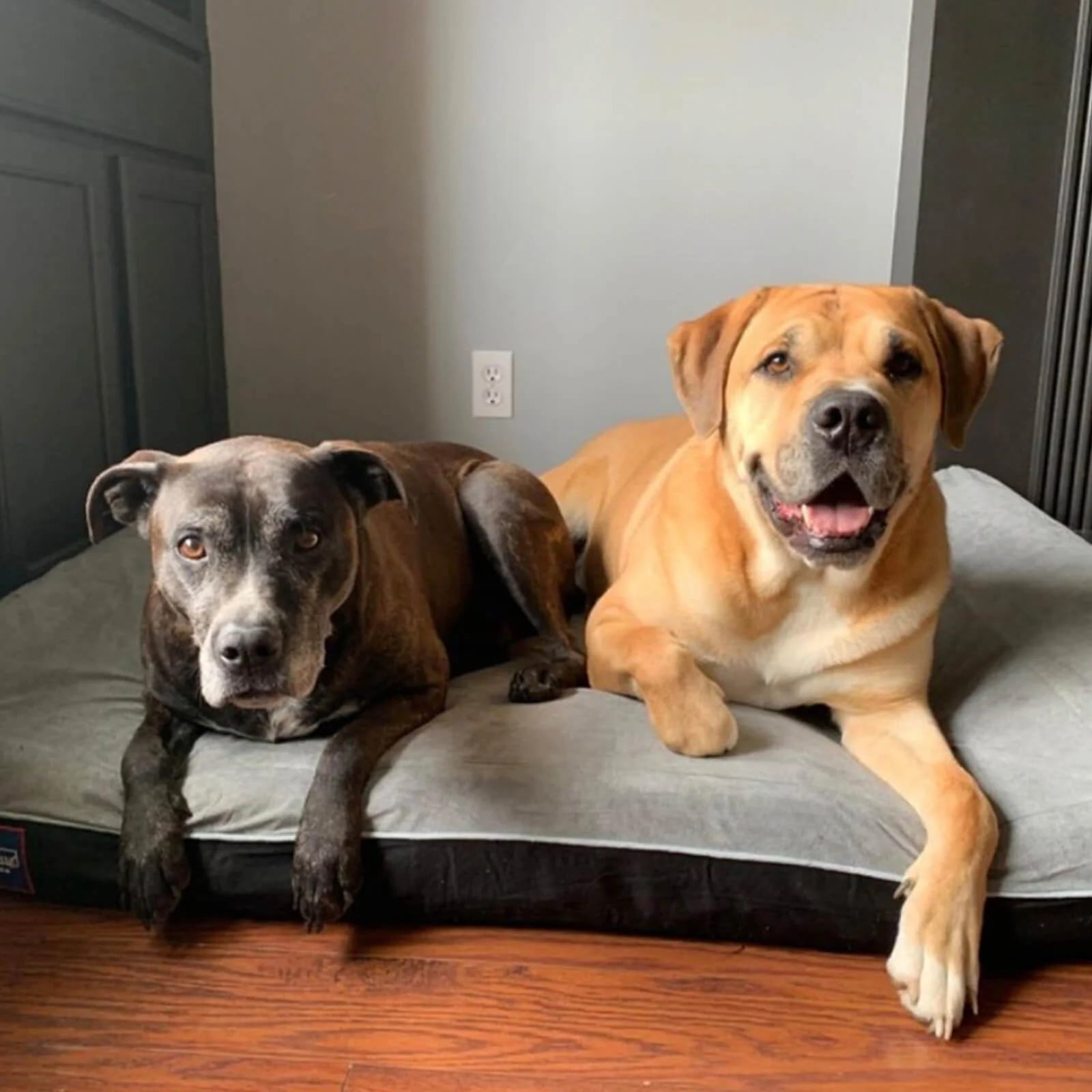 Laifug Orthopedic Memory Foam Extra Large Dog Bed with Double Pillows and Durable Waterproof Liner and Removable Washable Cover