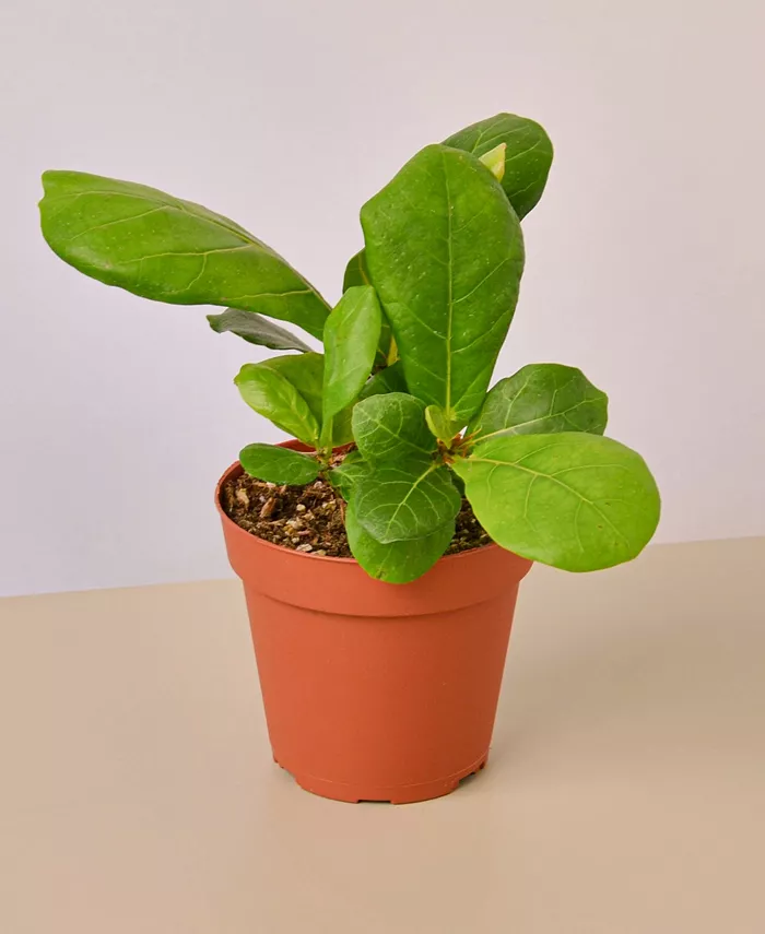 House Plant Shop Fiddle Leaf Fig Ficus Lyrata Live Plant， 4