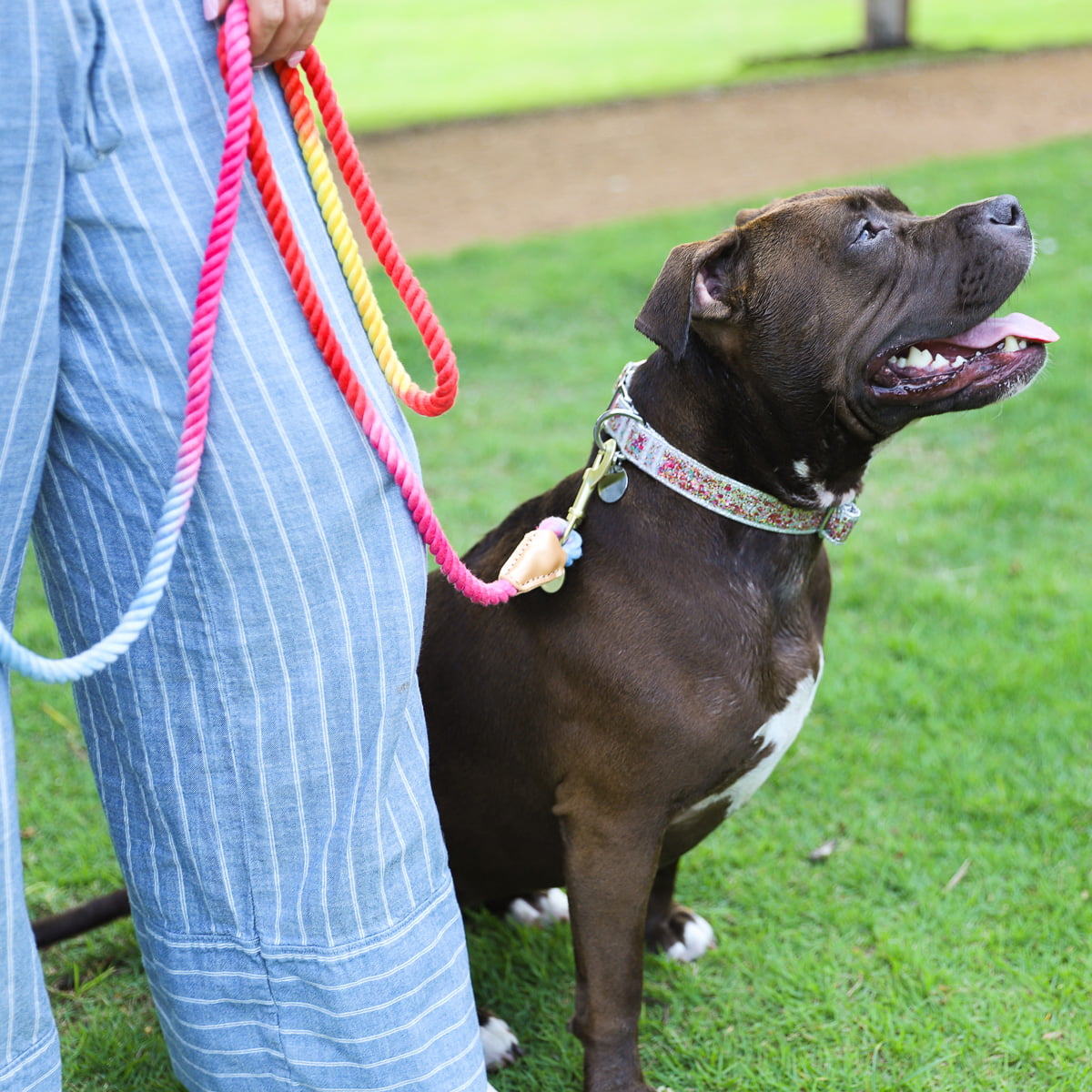 Packed Party Confetti Fashion Dog Collar， M