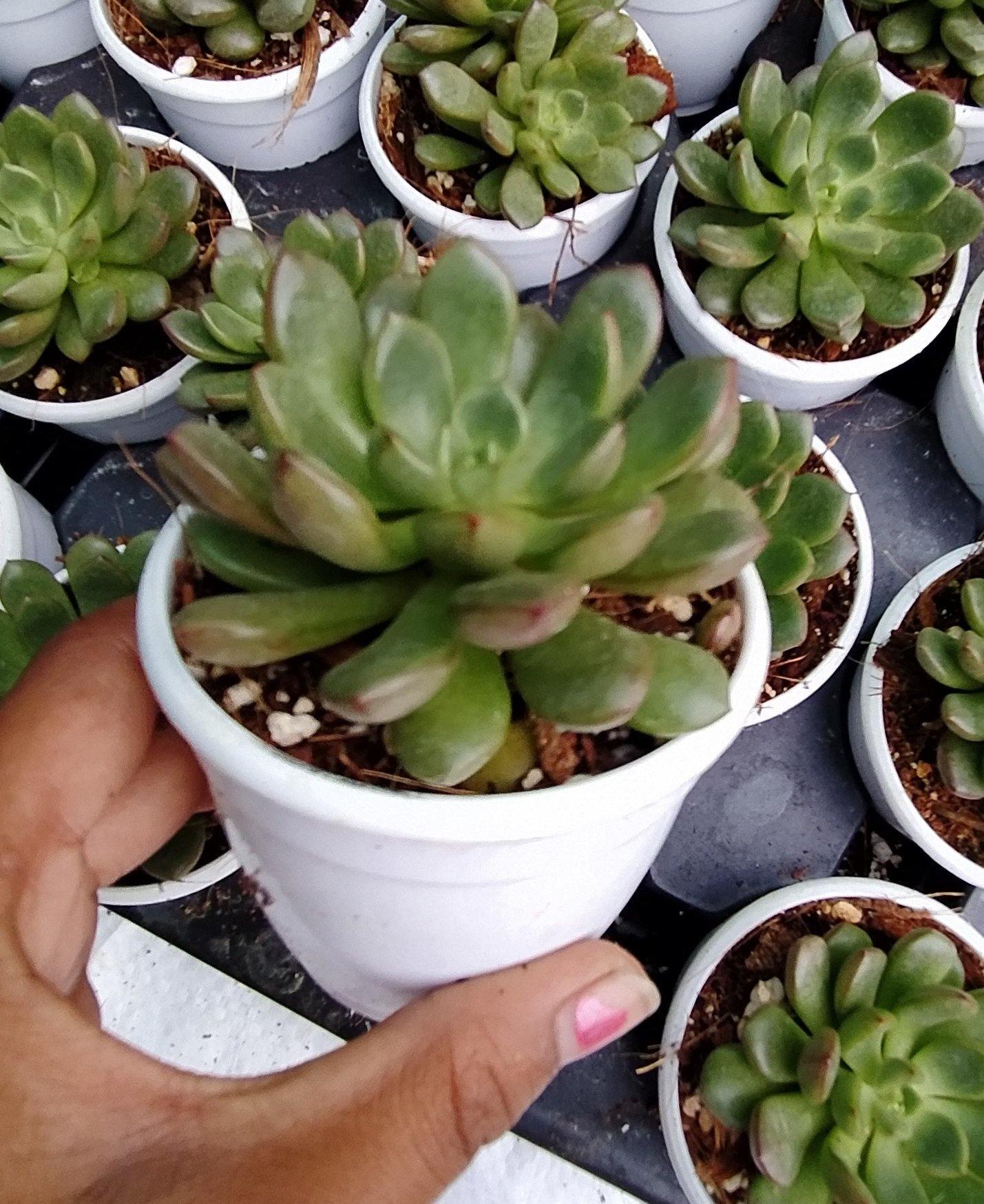 Graptoveria Bashful Succulent Plant