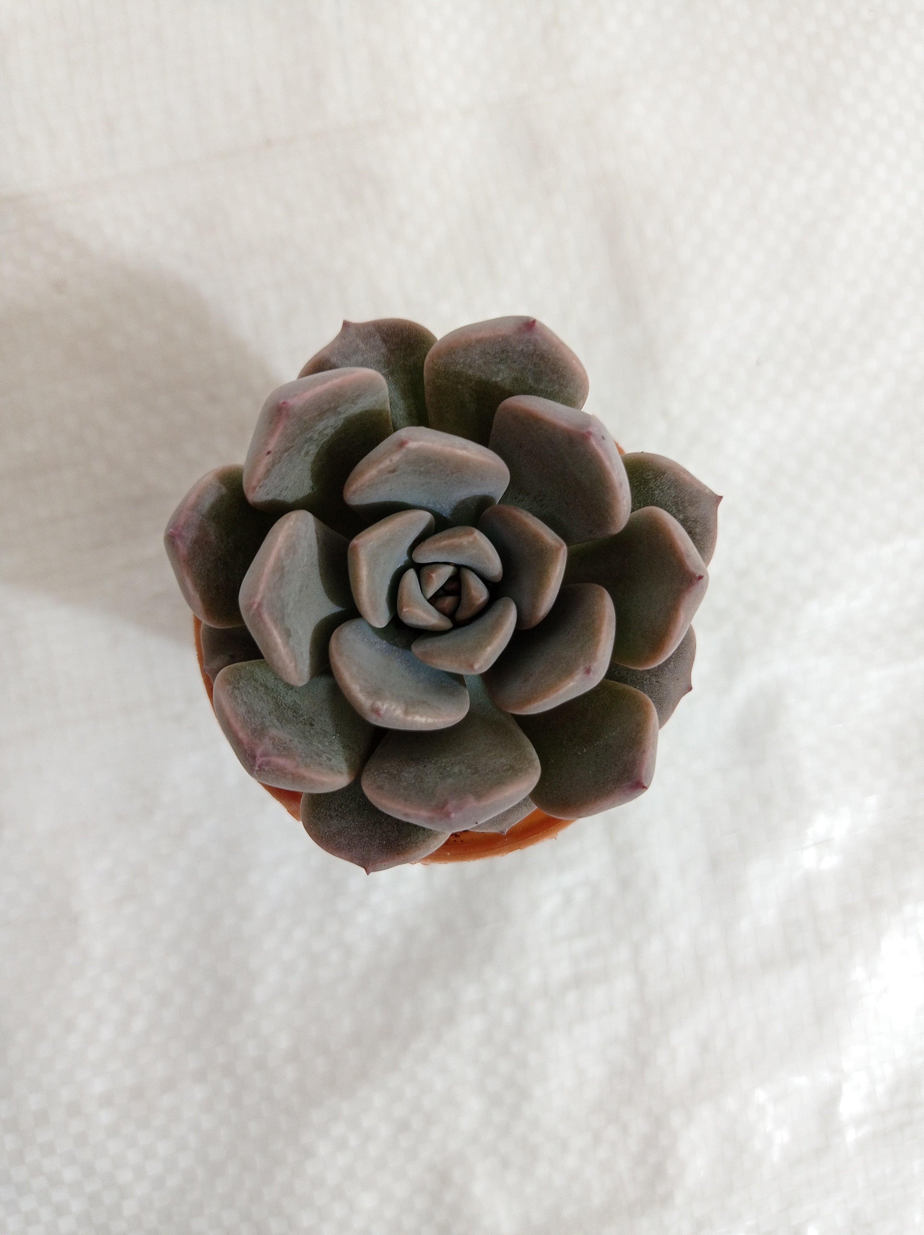 Pachyveria Scheideckeri Small Succulent Plant