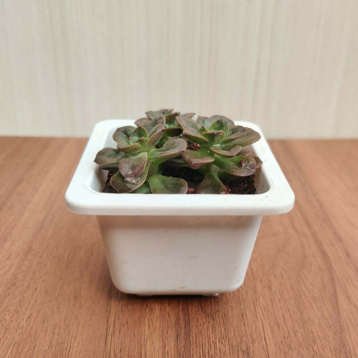 Echeveria 'Melaco' Succulent Plant