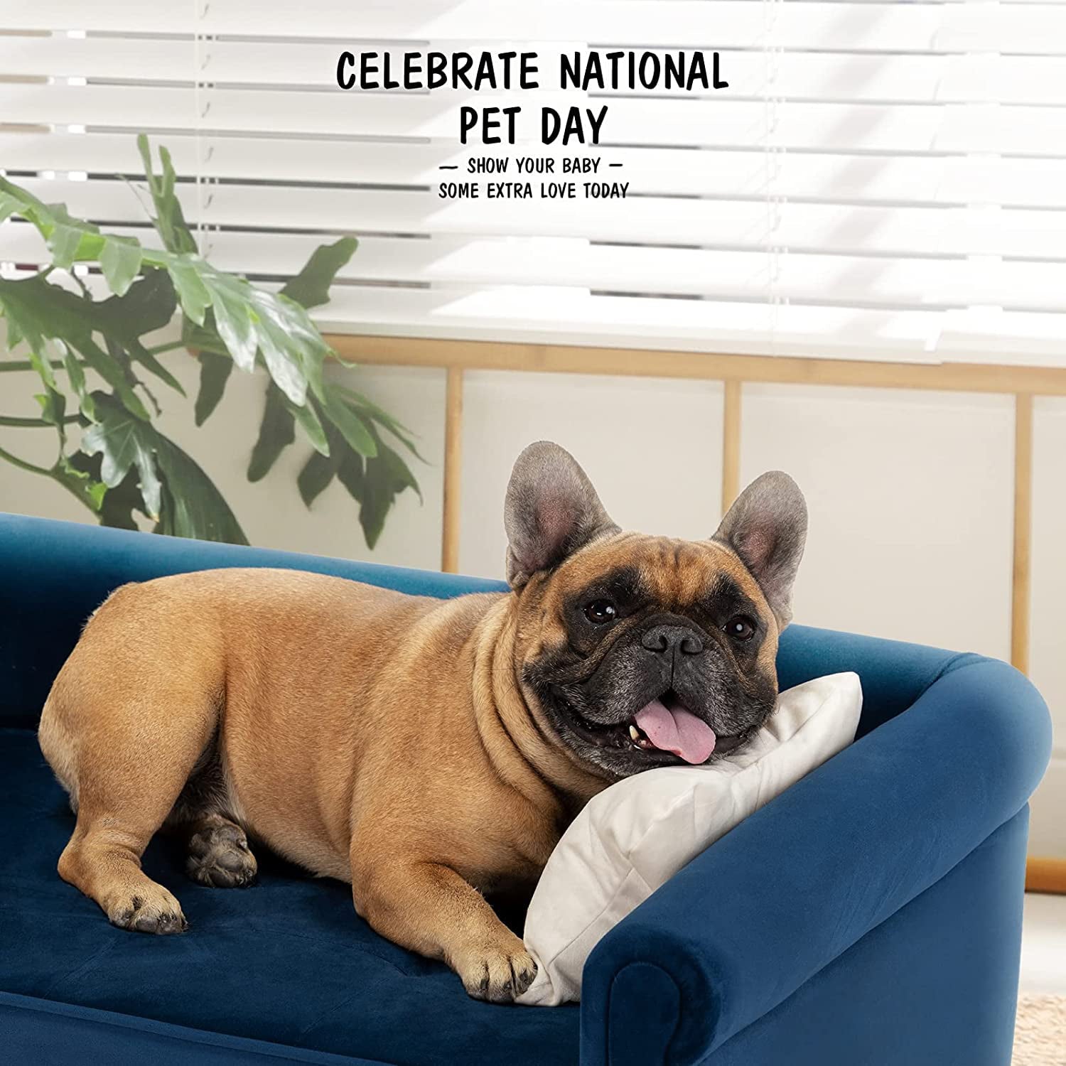 dCee Pet Sofa - Soft Pet Bed for Medium Pet， Comfort Sleep with Removable Cushion Cover， Navy