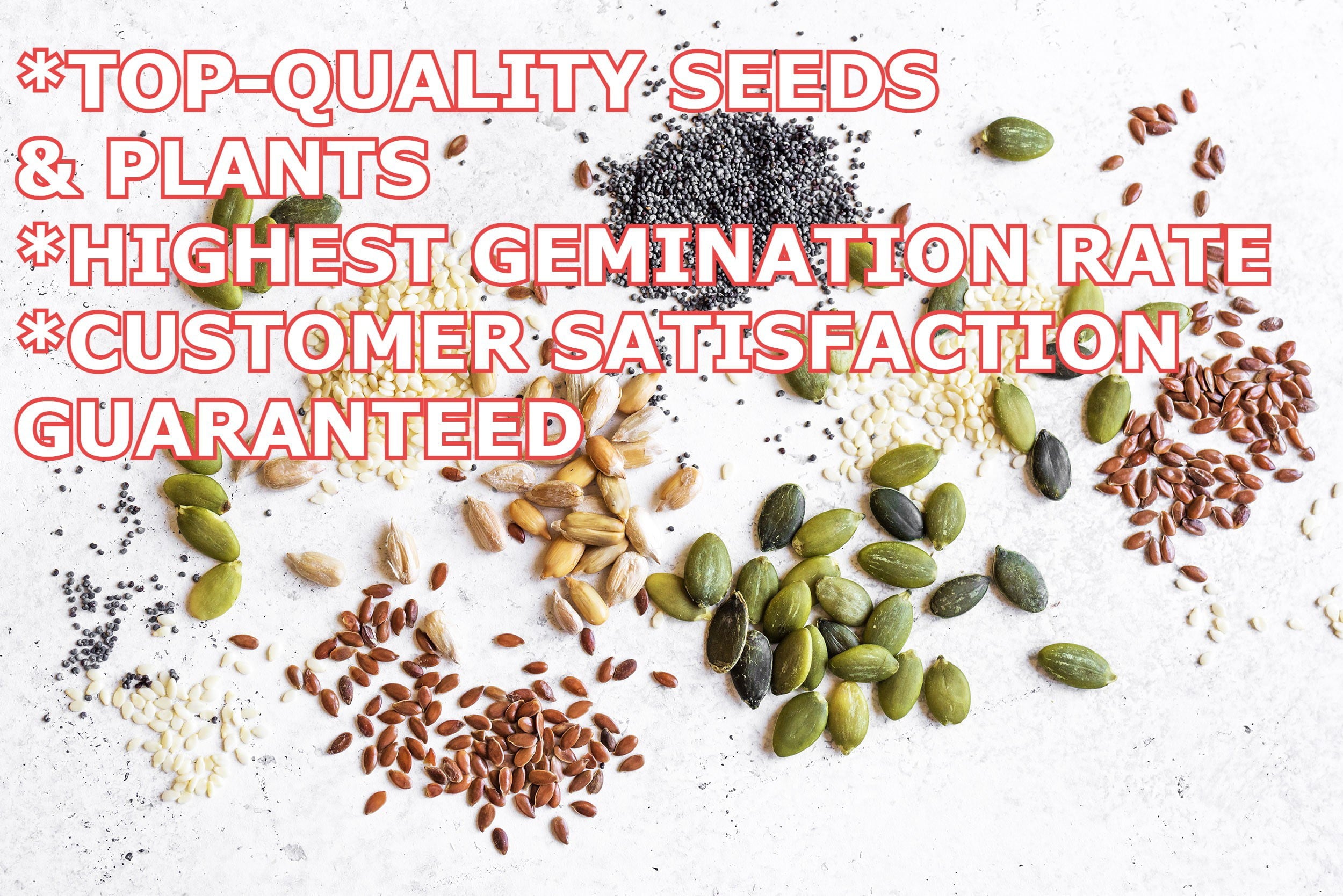 Hibiscus ‘Black Dragon’ (Hibiscus rosa-sinensis hybrid) Flower Shrub， Blue Flowers Hardy Korean Rose of Sharon Starter 25+ seeds pack