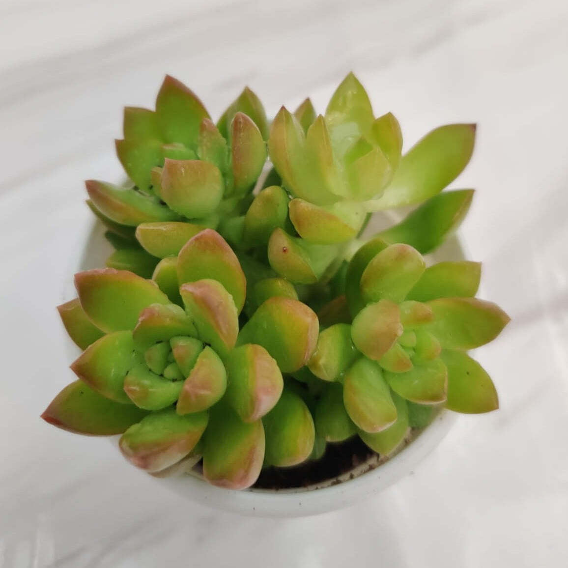 Sedum Adolphii (Sedum Golden Glow) Succulent Plant
