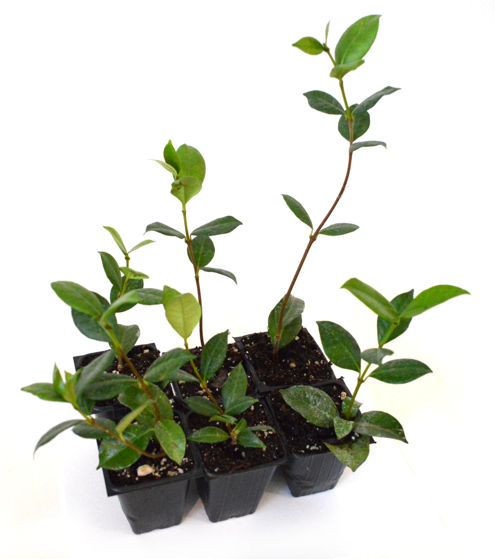 9GreenBox - Confederate Jasmine - 6 Pack