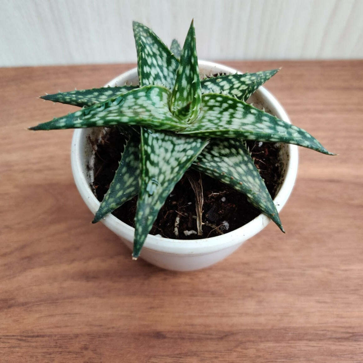 Aloe Rauhii Reynolds Succulent Plant