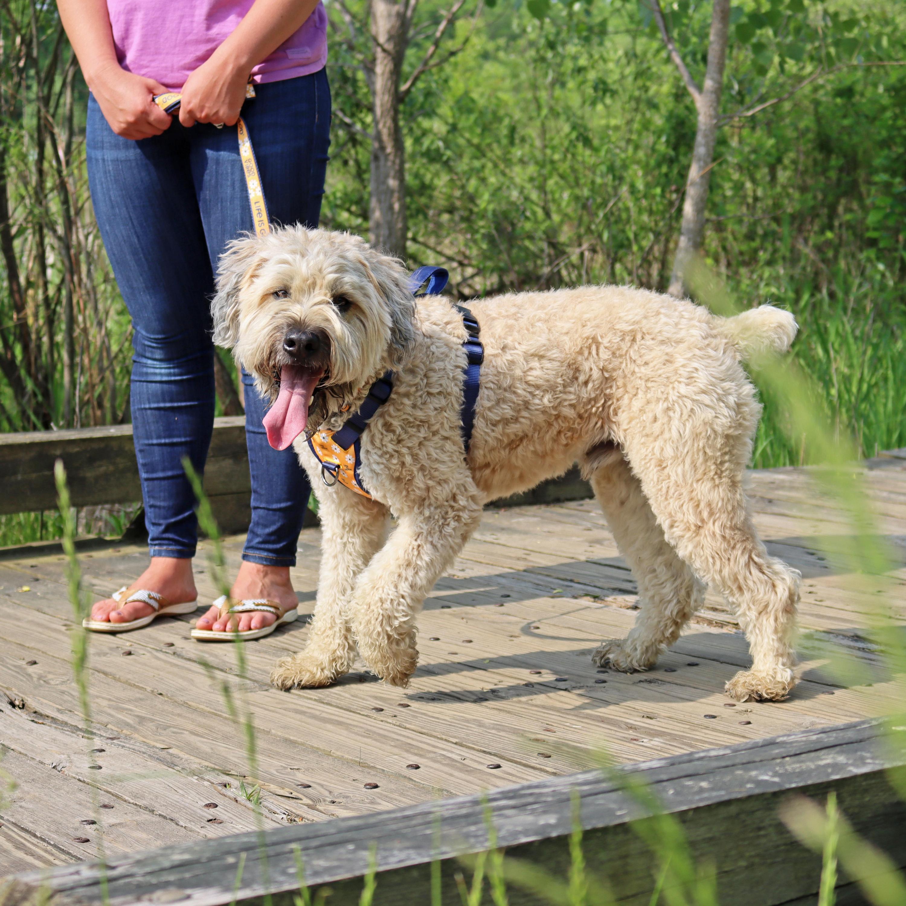 Life is Good® Canvas Overlay Dog Collar， Yellow Good Vibes， 5/8