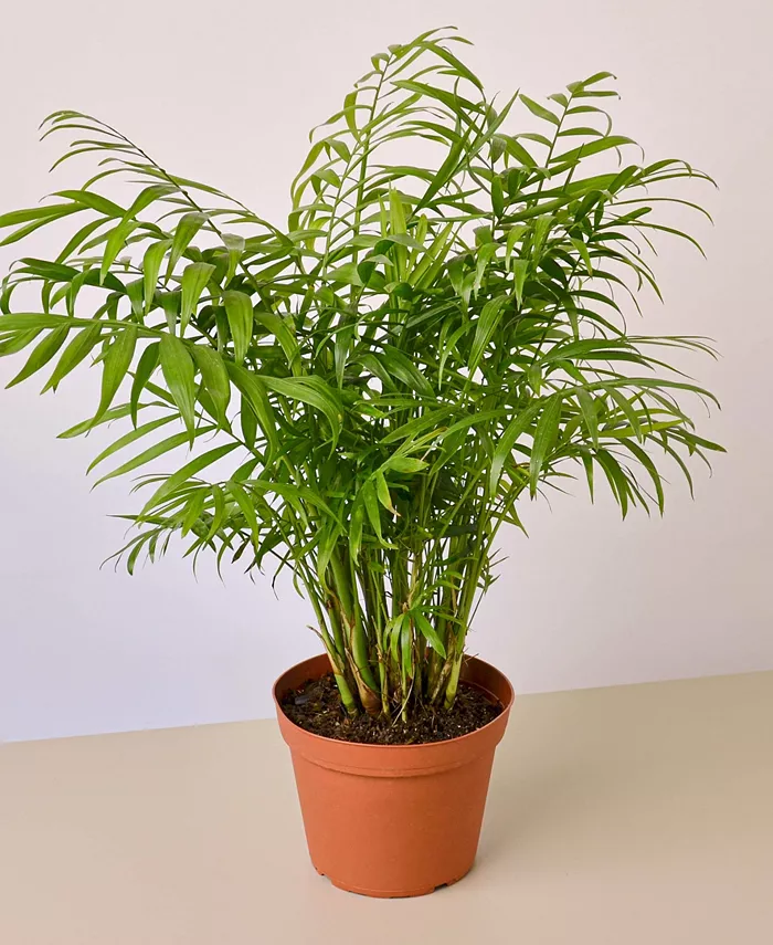 House Plant Shop Parlor Palm Live Plant， 6