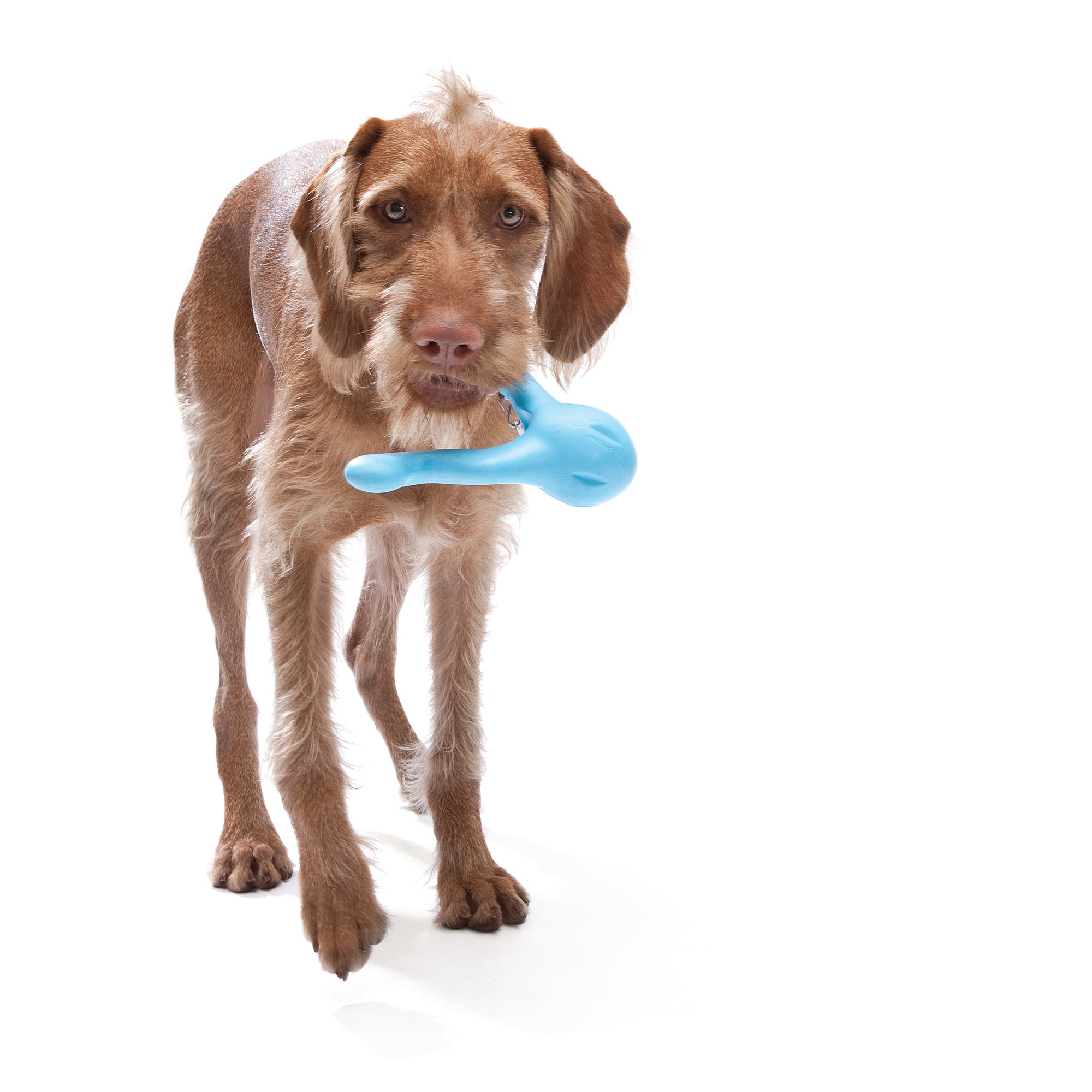 West Paw Tizzi Dog Toy
